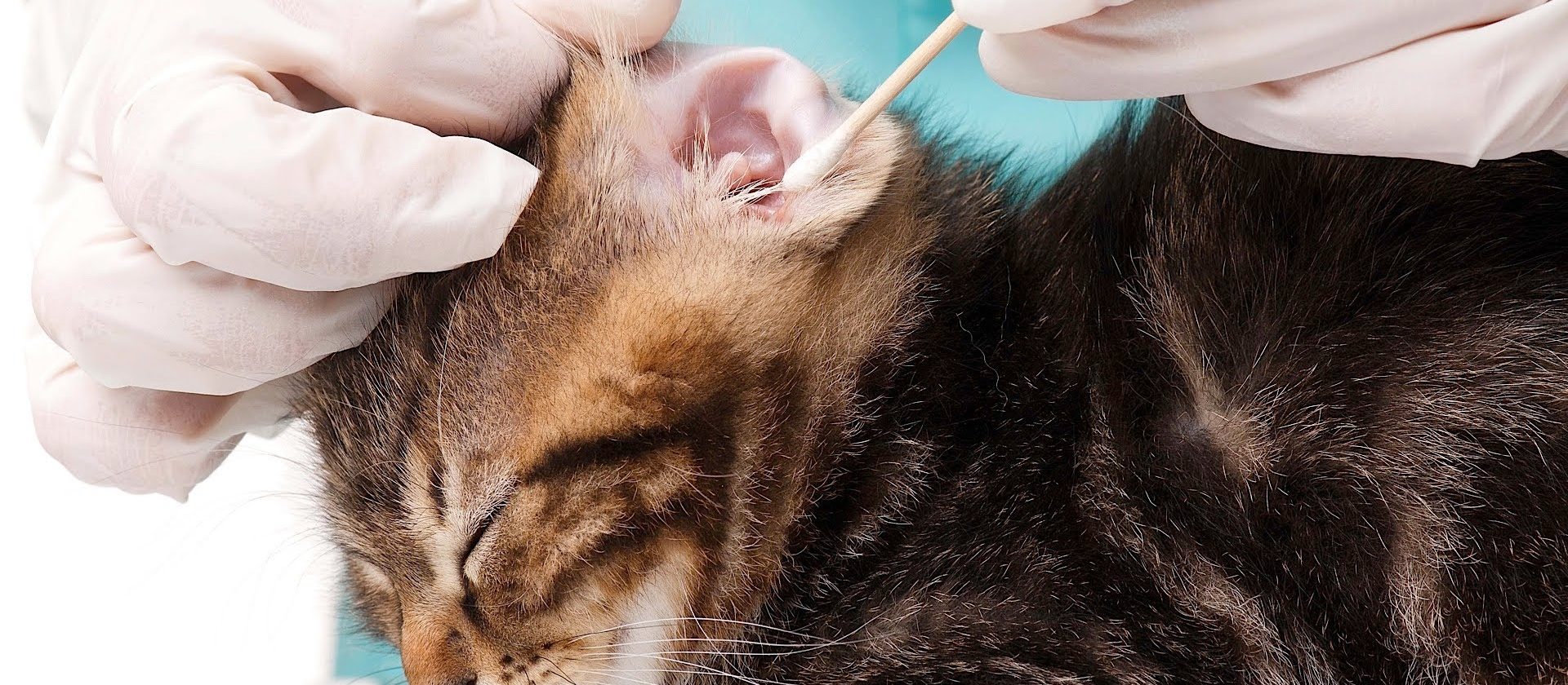 Ушной клещ (отодектоз) у котов