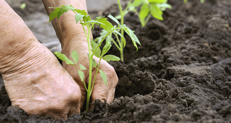 Panduan Menanam Pokok Dalam Pasu 9588